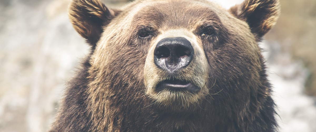 bull market vs bear market definition represented by a Grizzly